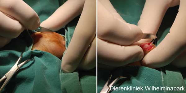 Castratie cavia: De operatie begint, de huid wordt ingesneden.